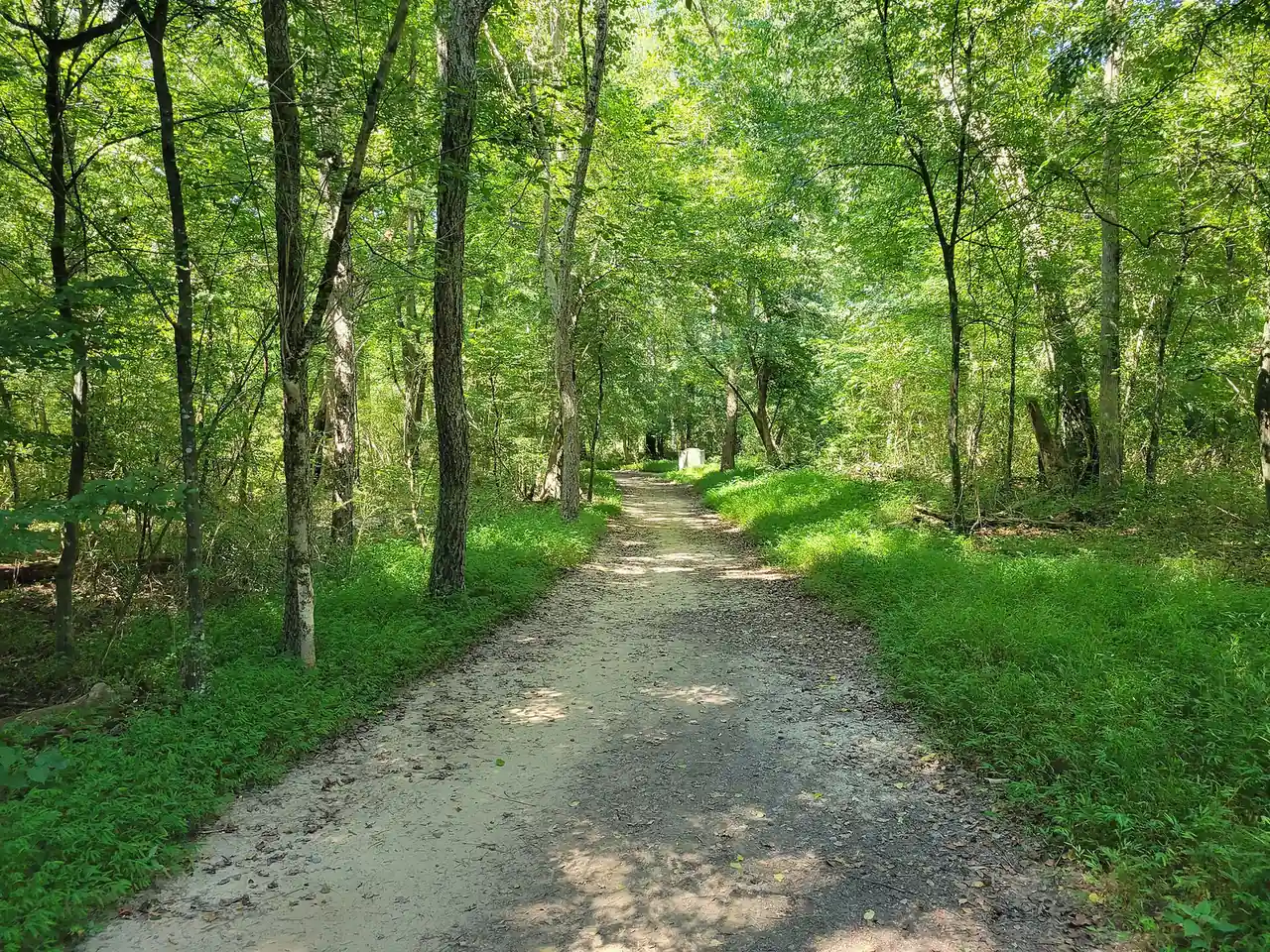 A wooded trail at Fullers Park in East Cobb